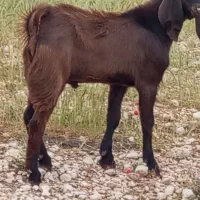 کهره ای چاق کشتی  وداشتی