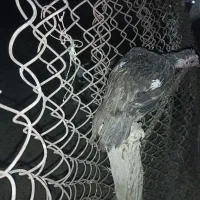 ماده مرغ فروشی|حیوانات مزرعه|دلگان, |دیوار