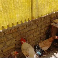 خروس