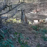 سگ گوسفندی|سگ|شیروان (خراسان), |دیوار