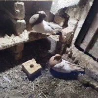 کفتر رنگی|پرنده|جغتای, |دیوار