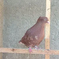 کبوتر سرخ دم سفید