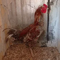 خروس دورگه لاری اصیل