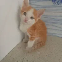 بچه گربه دو ماهه نر ( غیر رایگان )