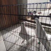 کبوتر|پرنده|شیراز, صاحب الزمان|دیوار