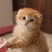 گربه‌های ملوس و زیبا ( میوهاپ )