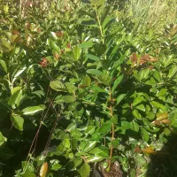 فوجی و گوآوا|خدمات باغبانی و درختکاری|آستارا, |دیوار