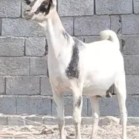 بز صومال ابستن مایه درجه یک