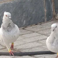 کارخونه شامی کاکلی ب شرط همه چی