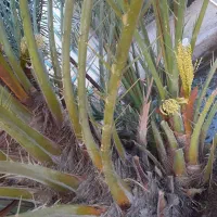 فروش بچه نخل اصل برحی|گل و گیاه طبیعی|بندر ماهشهر, |دیوار