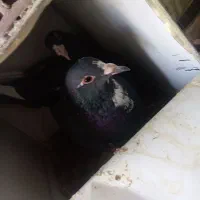 دوجفت پلنگ خوشگل|پرنده|کرمان, |دیوار