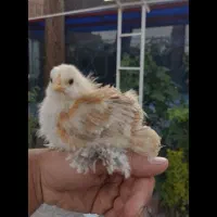 تخم مرغ نطفه دار برهما و جوجه برهما