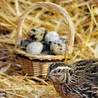 بلدرچین وتخم بلدرچین|حیوانات مزرعه|سیاهکل, |دیوار