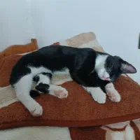 واگذاری گربه ماده ۳ و نیم ماهه