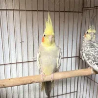 عروس هلندی آهویی