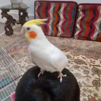 عروس هلندی نر دستی ۸ ماهه لوتینو