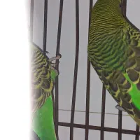 ۲عدد مرغ عشق|پرنده|پردیس, فاز ۸|دیوار