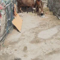 فروش گاو