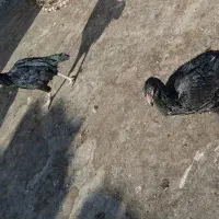 مرغ تخمی و مرغ های لاری تخمی|حیوانات مزرعه|تربت‌حیدریه, فتح المبین|دیوار