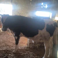 دو راس گوساله نر