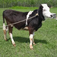 لیشه گاو گوساله ماده چالوسی مازندرانی