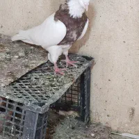 کبوتر طوقی|پرنده|همدان, |دیوار