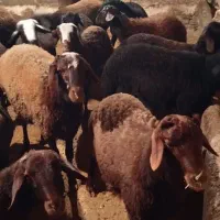 30راس بره نر پرواری|حیوانات مزرعه|باغ حلی, |دیوار