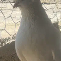 ی جفت راعبی سفید