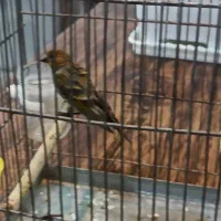 چند گلبسر نر حلقه پا درشت و کشیده بخون دهن سهره|پرنده|الیگودرز, |دیوار