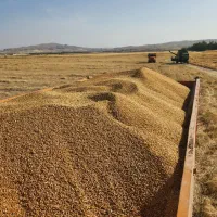 فروش گندم ساورز دروم