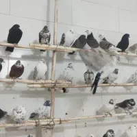 فروش  کبوتر‌کاشونی دمگیر طوقی شازده به قیمت خوب|پرنده|شاهین‌شهر, شهرک گلدیس|دیوار