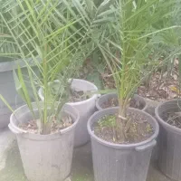 فروش عمده  نخل فونیکس دوساله 100گلدان