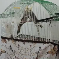 عروس هلندی سخنگو