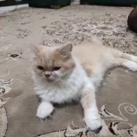 پرشین کت|گربه|گرگان, |دیوار