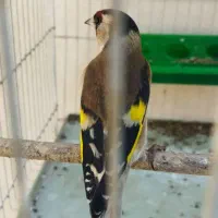 سهره چهارگل رسمی بروجرد|پرنده|مشهد, مشکینی (شهرک غرب)|دیوار