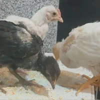 سه عدد جوجه