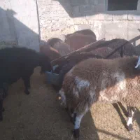 بره نر و ماده میش بز