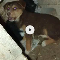 توله سگ سرخ قدرجونی