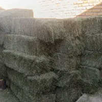 شبدر خشک علوفه‌ای