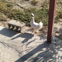 مرغ و خروس8میلیون|حیوانات مزرعه|سرپل ذهاب, |دیوار