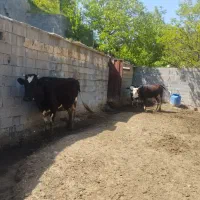 کار در دام داری