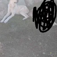 طوله ۱۰ ماه عراقی نر