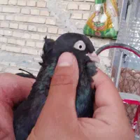 زاق نر عبادانی