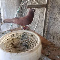 کفتر کبوتر .شهری. صرب