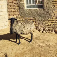 شیشک قوچ رومانوف اصل بذری|حیوانات مزرعه|بختگان, |دیوار