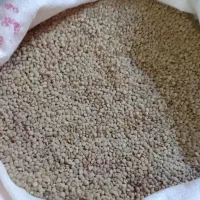 عدس خوش پخت وتازه امسال