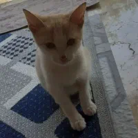 واگذاری گربه