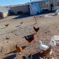 خروس|حیوانات مزرعه|ایجرود, |دیوار