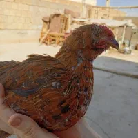 سه تا نیمچه خروس بومی گلین|حیوانات مزرعه|برخوار, |دیوار