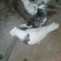 ۳عدد کبوتر خوب کاشانی 250 شازده 200 طوقی 250